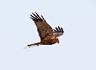 Marsh-Harrier-Male-a.gif