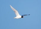 Mediteranean-Gull_5D3_55030.jpg