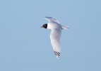 Mediteranean-Gull_5D3_55043.jpg