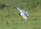 Mediteranean-Gull_5D3_55064.jpg