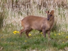 Muntjac_27813.jpg