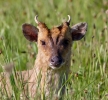 Muntjac_38564.jpg