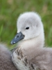 Mute-Swan-Juv_5D_15022.jpg