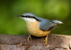 Nuthatch_63231.jpg