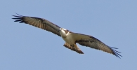Filename=Osprey_27364.jpg
Filesize=92KiB
Dimensions=650x332
Date added=Apr 14, 2012 Osprey_27364.jpg