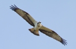 Osprey_27373.jpg