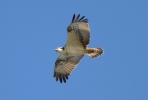 Filename=Osprey_27389.jpg
Filesize=118KiB
Dimensions=650x439
Date added=Apr 14, 2012 Osprey_27389.jpg