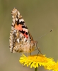 Painted-Lady_5D_25948.jpg