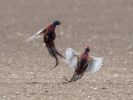 Pheasants_5D_46680.jpg