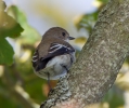 Filename=Pied-Flycatcher_59382.jpg
Filesize=125KiB
Dimensions=600x503
Date added=Sep 29, 2012 Pied-Flycatcher_59382.jpg