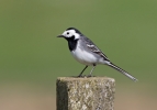 Pied-Wagtail_5D_47072.jpg