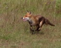 Red-Fox_45873.jpg