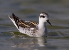 Red-necked-Phalarope_60869.jpg