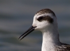 Red-necked-Phalarope_60880.jpg