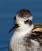 Red-necked-Phalarope_62248.jpg