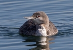 Red-throated-Diver_23466.jpg