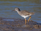 Redshank_55890.jpg