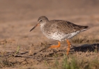 Redshank_5D3_49056.jpg