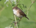 Reed-Warbler_5D_14887.jpg