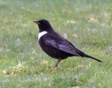 Ring-Ouzel_28183.jpg