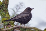 Ring-Ouzel_64925.jpg