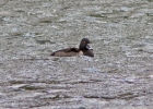 Ring-necked-Duck_1631a.jpg