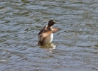 Ring-necked-Duck_1693.jpg