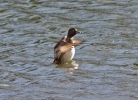 Ring-necked-Duck_1693.jpg