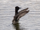 Filename=Ring-necked-Duck_26607.jpg
Filesize=121KiB
Dimensions=650x482
Date added=Apr 11, 2012 Ring-necked-Duck_26607.jpg