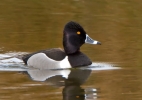 Filename=Ring-necked-Duck_27033.jpg
Filesize=127KiB
Dimensions=650x457
Date added=Apr 13, 2012 Ring-necked-Duck_27033.jpg
