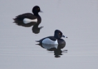 Ring-necked-Duck_32232.jpg