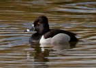 Ring-necked-Duck_32838.jpg