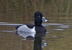 Filename=Ring-necked-Duck_73216.jpg
Filesize=123KiB
Dimensions=600x416
Date added=Jan 11, 2013 Ring-necked-Duck_73216.jpg