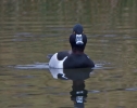 Filename=Ring-necked-Duck_73220.jpg
Filesize=122KiB
Dimensions=600x475
Date added=Jan 11, 2013 Ring-necked-Duck_73220.jpg