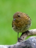 Robin-Juv_40928.jpg