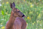 Roe-Deer_42325.jpg