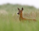 Roe-Deer_42459.jpg