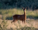 Roe-Deer_5D_15592.jpg