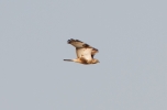 Rough-legged-Buzzard_9440.jpg