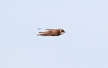 Sand-Martin.gif