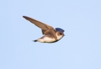 Sand-Martin_5D_19896.jpg