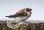 Sand-Martin_74779.jpg