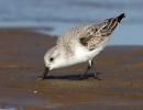 Sanderling_64163.jpg