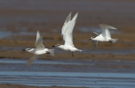 Sandwich-Terns_59603.jpg