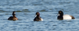 Scaup-and-Tufted-Duck_19211.jpg