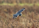Short-eared-Owl-In-Flight_4.jpg
