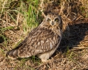 Short-eared-Owl_72169.jpg