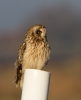 Short-eared-Owl_72213.jpg