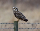 Short-eared-Owl_9616.jpg