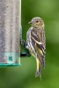 Siskin-Juv_41893.jpg
